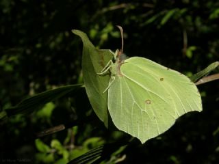 Orakkanat (Gonepteryx rhamni)