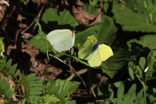 Orakkanat (Gonepteryx rhamni)