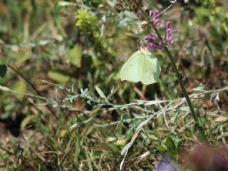 Orakkanat (Gonepteryx rhamni)