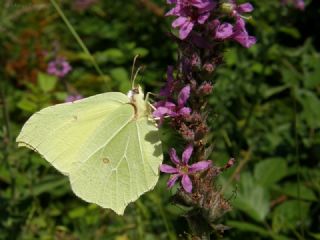 Orakkanat (Gonepteryx rhamni)