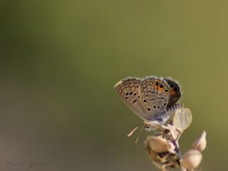 Mcevher Kelebei (Chilades trochylus)
