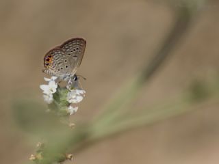 Mcevher Kelebei (Chilades trochylus)