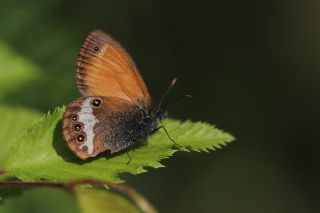 Funda Zpzp Perisi (Coenonympha arcania)