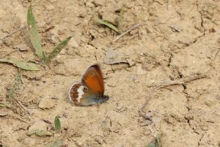 Funda Zpzp Perisi (Coenonympha arcania)