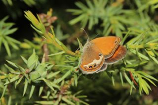 Funda Zpzp Perisi (Coenonympha arcania)