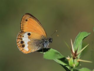 Funda Zpzp Perisi (Coenonympha arcania)