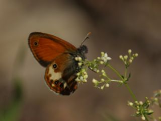 Funda Zpzp Perisi (Coenonympha arcania)