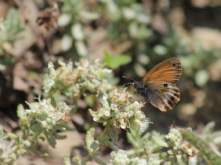 Funda Zpzp Perisi (Coenonympha arcania)