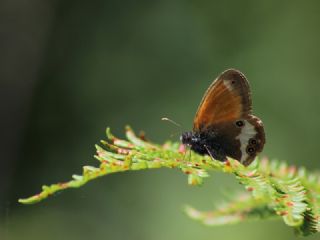 Funda Zpzp Perisi (Coenonympha arcania)