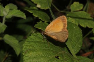 Funda Zpzp Perisi (Coenonympha arcania)