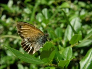 Funda Zpzp Perisi (Coenonympha arcania)