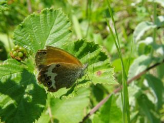 Funda Zpzp Perisi (Coenonympha arcania)