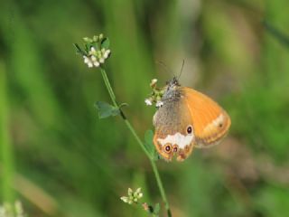 Funda Zpzp Perisi (Coenonympha arcania)