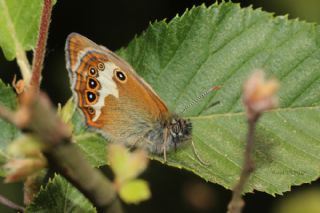 Funda Zpzp Perisi (Coenonympha arcania)