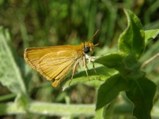 Sar Antenli Zpzp (Thymelicus sylvestris)