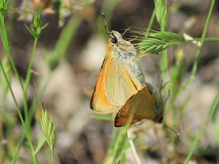 Sar Antenli Zpzp (Thymelicus sylvestris)