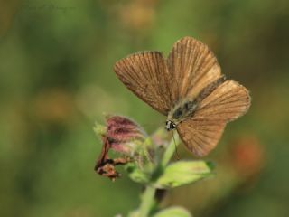 Anormal okgzl (Polyommatus admetus)