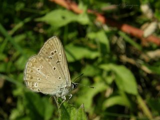 Anormal okgzl (Polyommatus admetus)