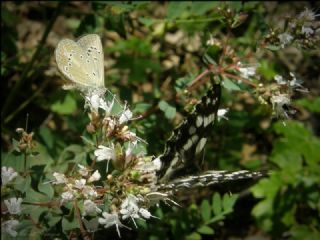 Anormal okgzl (Polyommatus admetus)