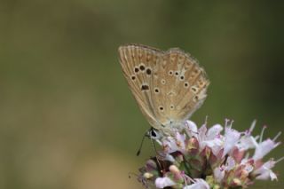 Anormal okgzl (Polyommatus admetus)