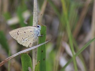 Anormal okgzl (Polyommatus admetus)