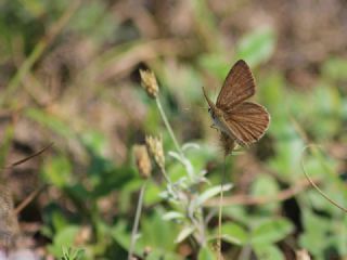 Anormal okgzl (Polyommatus admetus)