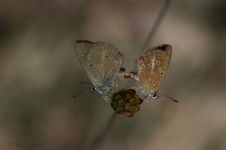 Anormal okgzl (Polyommatus admetus)