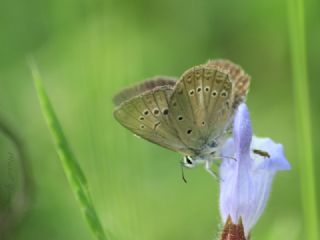 Anormal okgzl (Polyommatus admetus)