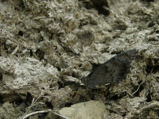 Aa Karamelei (Hipparchia statilinus)