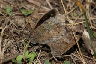 Aa Karamelei (Hipparchia statilinus)