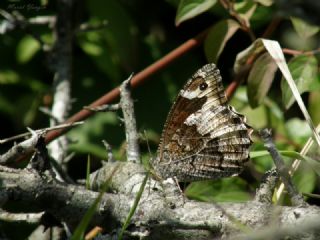 Byk Karamelek (Hipparchia syriaca)