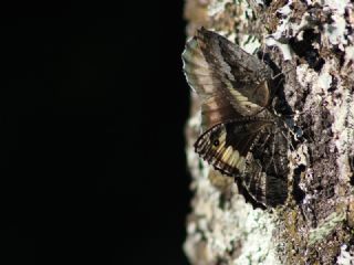 Byk Karamelek (Hipparchia syriaca)