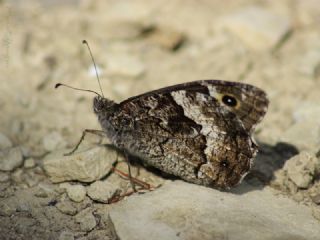 Byk Karamelek (Hipparchia syriaca)