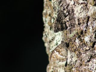 Byk Karamelek (Hipparchia syriaca)