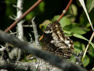 Byk Karamelek (Hipparchia syriaca)