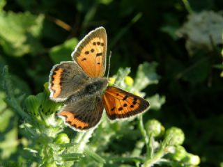 Benekli Bakr Gzeli (Lycaena phlaeas)