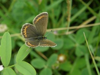 Gm Lekeli Esmergz (Plebejus argus)