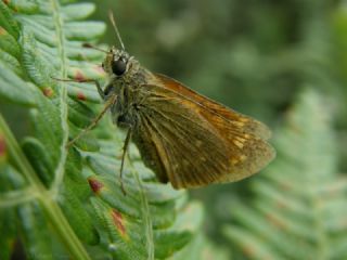 Orman Zpzp (Ochlodes sylvanus)