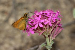 Orman Zpzp (Ochlodes sylvanus)