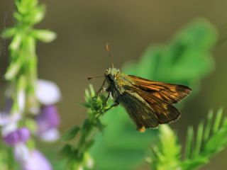Orman Zpzp (Ochlodes sylvanus)