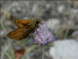 Orman Zpzp (Ochlodes sylvanus)