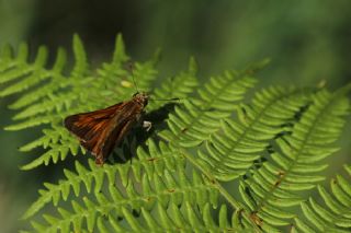 Orman Zpzp (Ochlodes sylvanus)