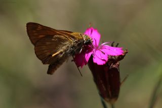 Orman Zpzp (Ochlodes sylvanus)