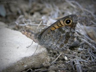 Kk Esmerboncuk (Lasiommata megera)