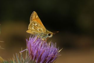 Gm Benekli Zpzp (Hesperia comma)