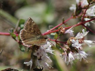 Pasl Zpzp (Erynnis tages)