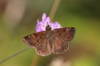 Pasl Zpzp (Erynnis tages)