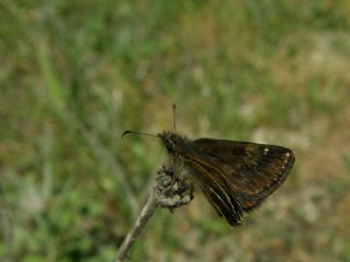 Pasl Zpzp (Erynnis tages)