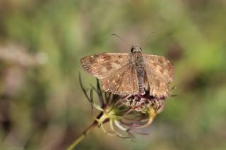 Pasl Zpzp (Erynnis tages)