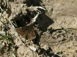 Pasl Zpzp (Erynnis tages)